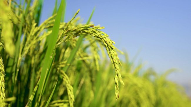 夯实国家安全和社会稳定基层基础